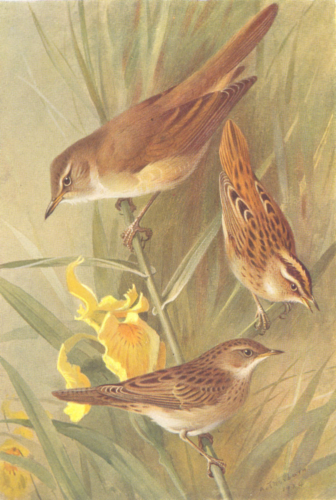 BRITISH BIRDS. Great Reed-Warbler; Aquatic; Grasshopper-THORBURN 1925 print